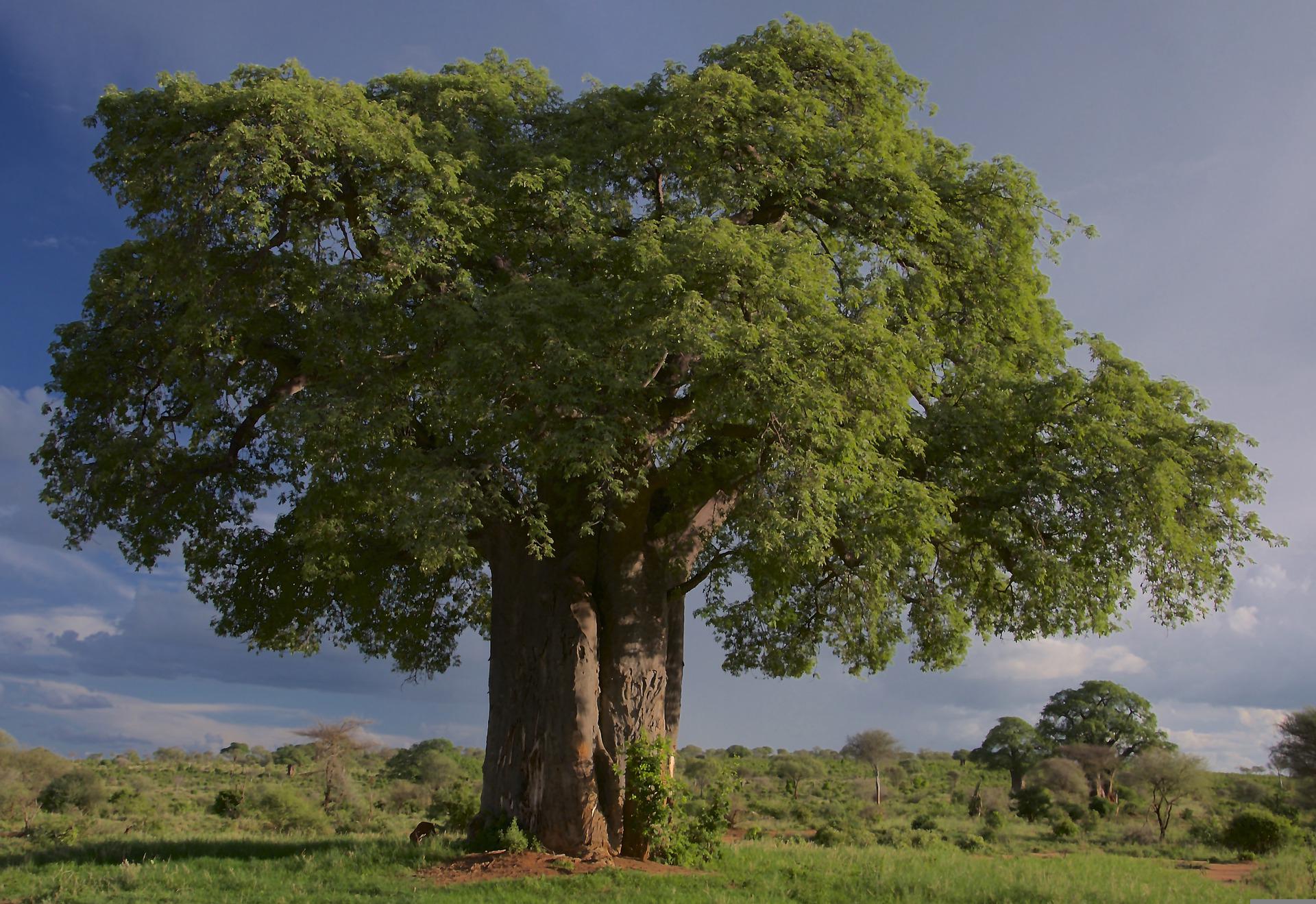 Image of a large tree